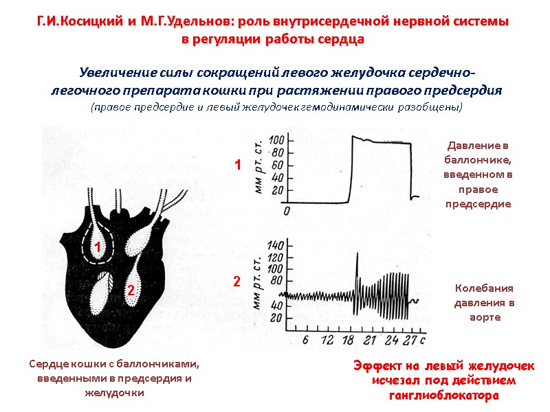Г.И.Косицкий и М.Г.Удельнов: роль внутрисердечной нервной системы  в регуляции работы сердца  